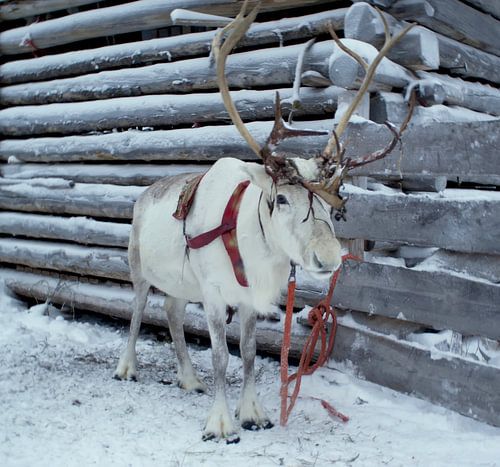 Rendier in de sneeuw