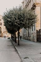 Man loopt onder prachtige olijfboom in Beiroet, Libanon