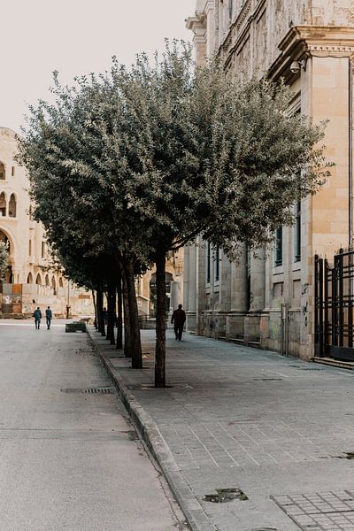 Man loopt onder prachtige olijfboom in Beiroet, Libanon van Moniek Kuipers