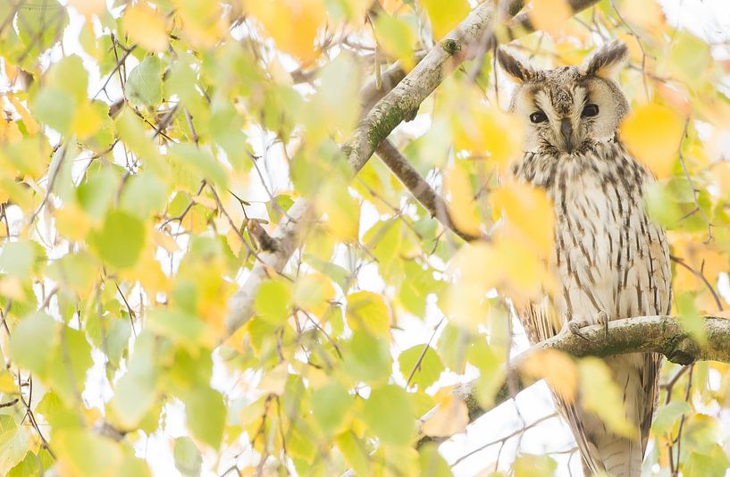 Long-eared owl by Danny Slijfer Natuurfotografie