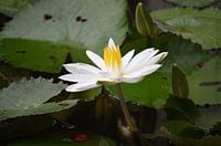 Waterlily