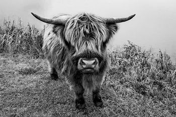 Nieuwsgierige Schotse Hooglander