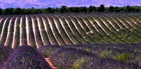 Lavandelveld Provence Frankrijk van Hans Verhulst thumbnail