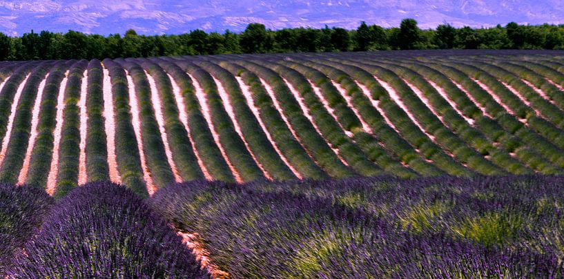 Lavandelveld Provence Frankrijk van Hans Verhulst
