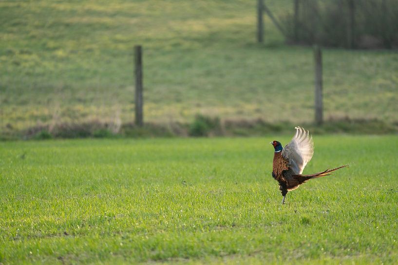 Fasan auf der Wiese am Morgen von Marcel Derweduwen