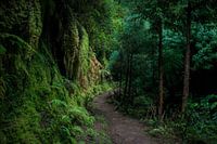 Forest path to the unknown