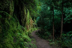 Sentier forestier vers l'inconnu sur Ellis Peeters