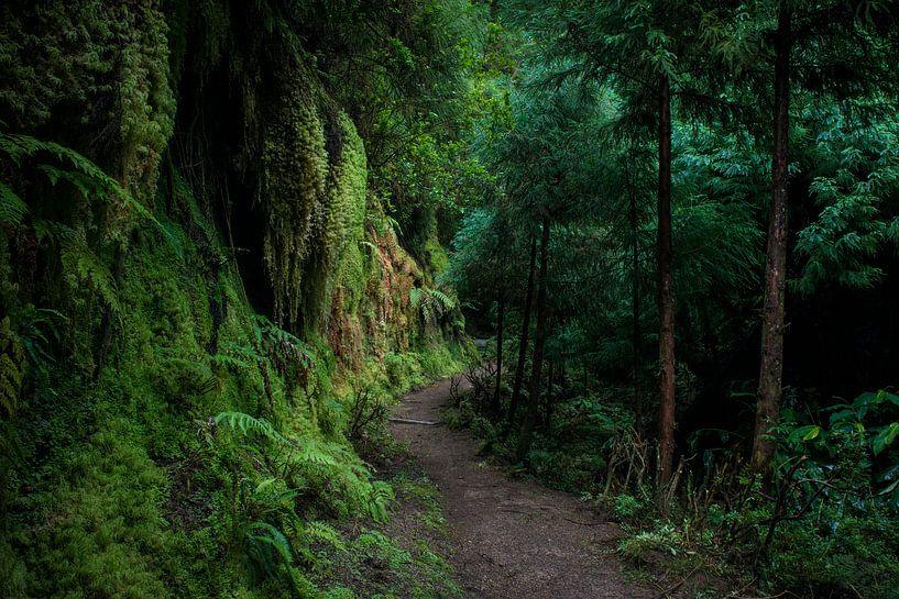 Sentier forestier vers l'inconnu par Ellis Peeters
