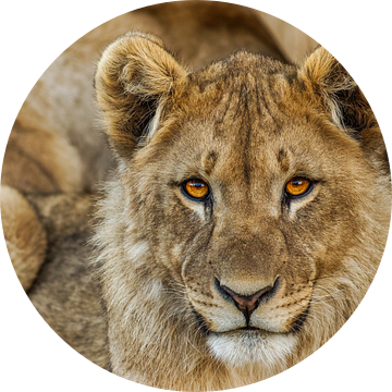 Een portret van een jonge leeuw ( Panthera Leo) die met indringende ogen naar de kijker kijkt. van Gunter Nuyts