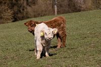 Kalveren van het Schotse hoogland vee