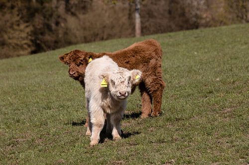 Kalveren van het Schotse hoogland vee