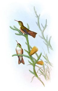 Mountain Amazili, John Gould von Hummingbirds
