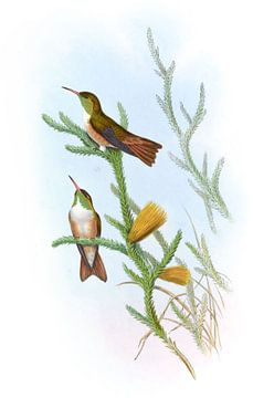 Mountain Amazili, John Gould van Hummingbirds