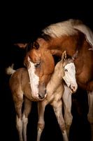 Foal and mare | Equine fine art