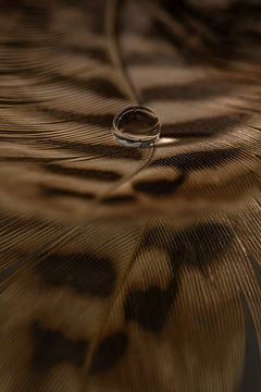 Warm brown tones of a pheasant feather