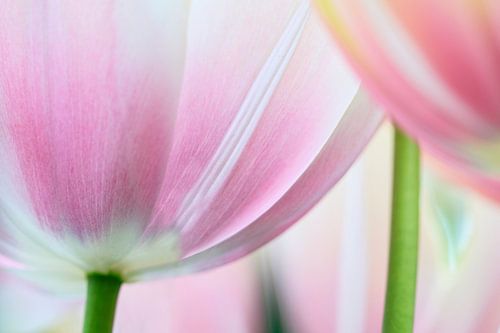 Tulpen
