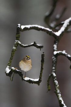Goldhähnchen