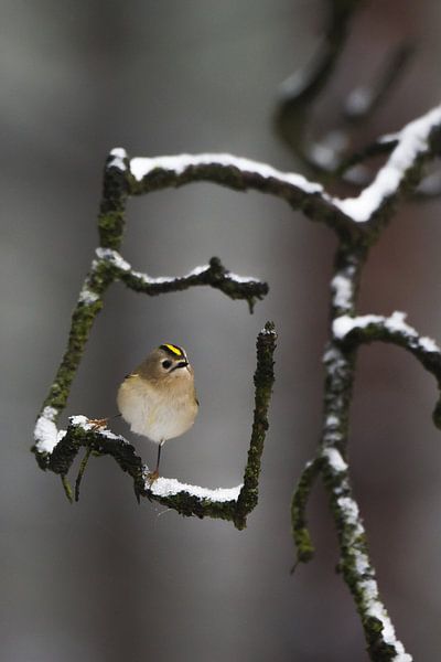 Goldcrest by Danny Slijfer Natuurfotografie