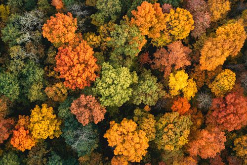 Herfst bos uitbarsting van kleur