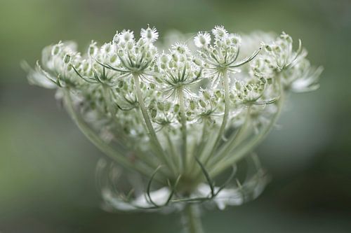 Wild carrot in beautiful shades of green and white