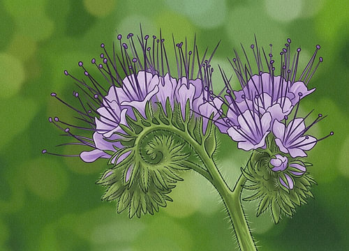 Where the purple silence blooms