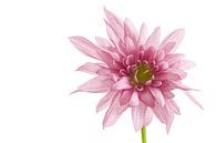 Chrysant / Chrysanthemum van Tanja van Beuningen thumbnail