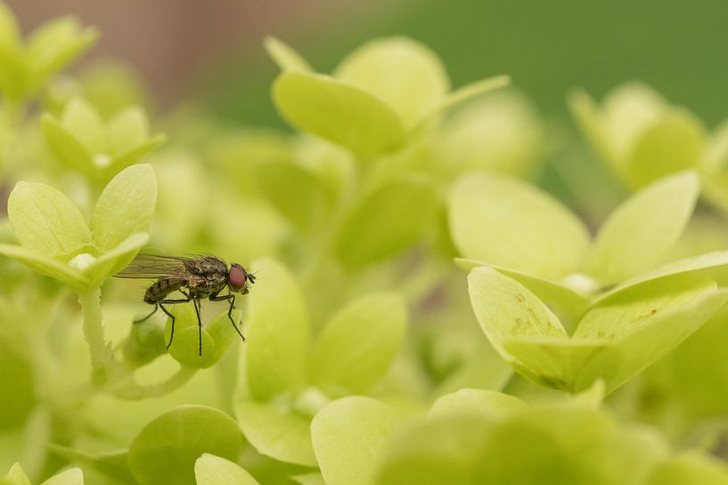 Fly by Moetwil en van Dijk - Fotografie
