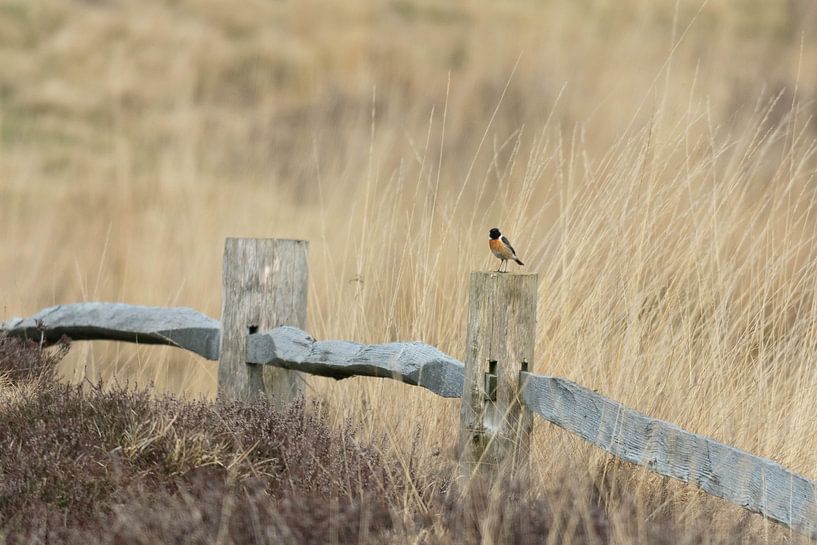 Chat des bois dans un paysage de lande par Dianne Pullen