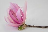 magnolia von Marian van den Boogaard Miniaturansicht