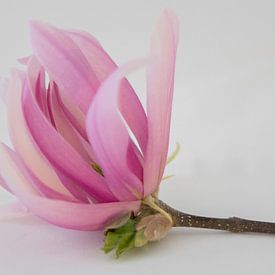 magnolia sur Marian van den Boogaard