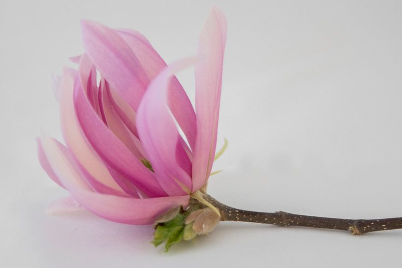 magnolia von Marian van den Boogaard