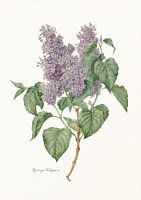 Syringa vulgaris