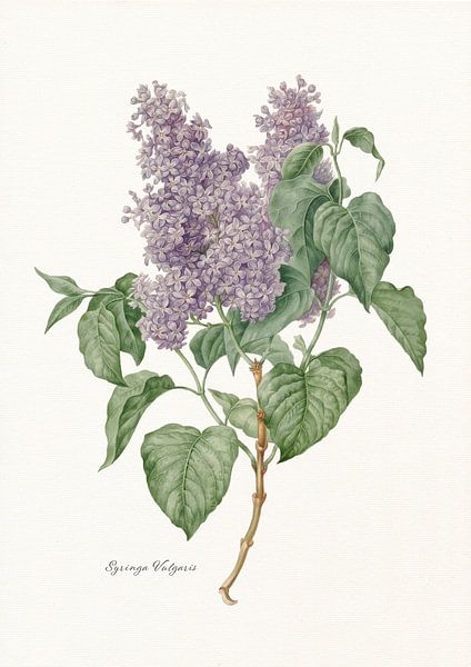 Syringa vulgaris von Walljar