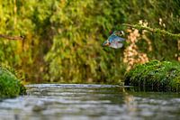 Eisvogel in Axtstellung mit Fisch