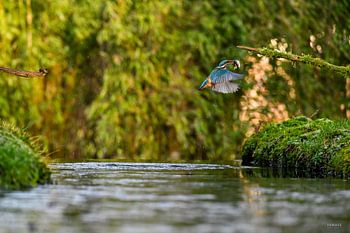 martin-pêcheur en action avec un poisson