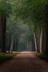 Photographie de la forêt "saisons