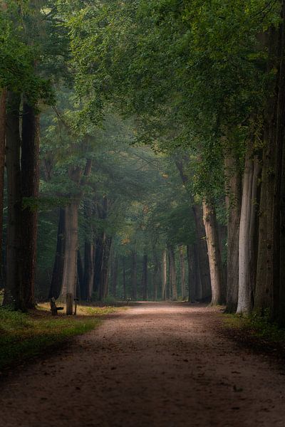 Forest photography &quot;seasons&quot; by Björn van den Berg
