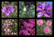 Collage Westaustralischer Wildblumen von Ines Porada Miniaturansicht