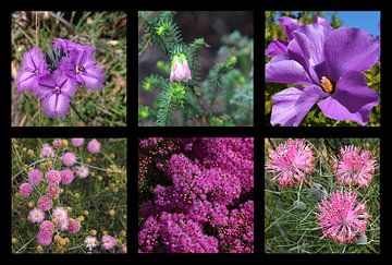 Collection Of Western Australian Wildflowers In Purple van Ines Porada