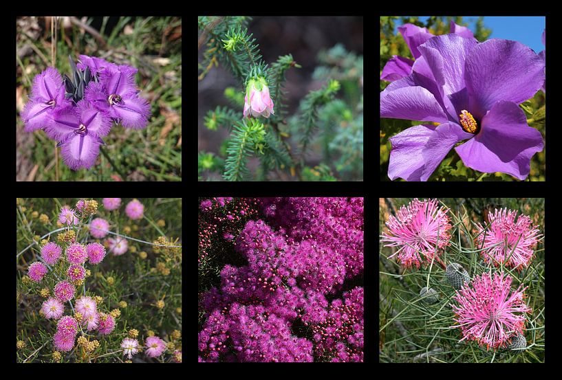 Collage Westaustralischer Wildblumen von Ines Porada