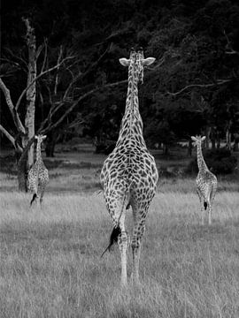 Des girafes minces sur Filip Staes