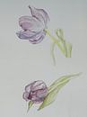 Lila tulpen van Monique Londema thumbnail