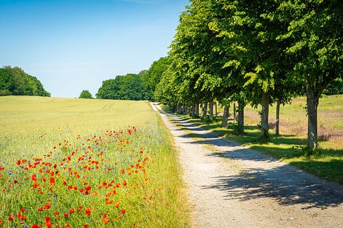 Chemin de terre en été sur Martin Wasilewski