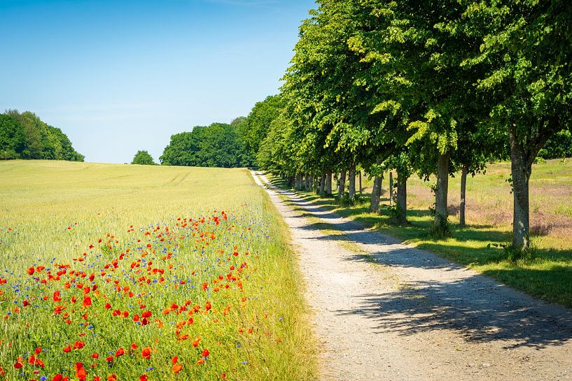 Veldpad in de zomer van Martin Wasilewski