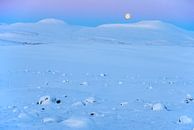 Männliches Schneehuhn (Lagopus mutus) im Schnee19 von AGAMI Photo Agency Miniaturansicht
