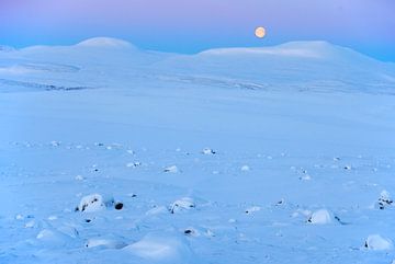 Mannetje Alpensneeuwhoen (Lagopus mutus)  in de sneeuw19 van AGAMI Photo Agency