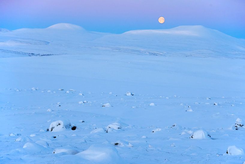 Männliches Schneehuhn (Lagopus mutus) im Schnee19 von AGAMI Photo Agency