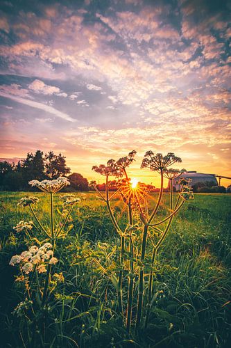 Zonsopgang in de bloemenweide