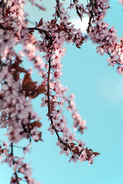 Blood Plum by Steffen Gierok