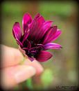 bloempje von Vl-pictures Vera-linde Miniaturansicht